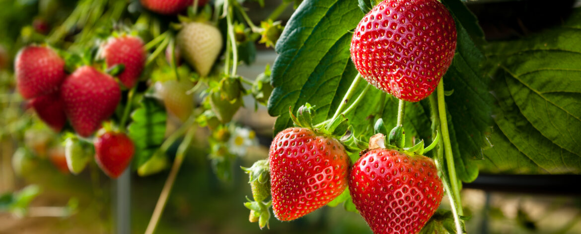 Ripe strawberries.