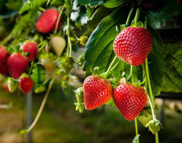 Ripe strawberries.